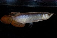 画像5: ダイナミックレッド NO.23（ディナミカカプアス産） (5)