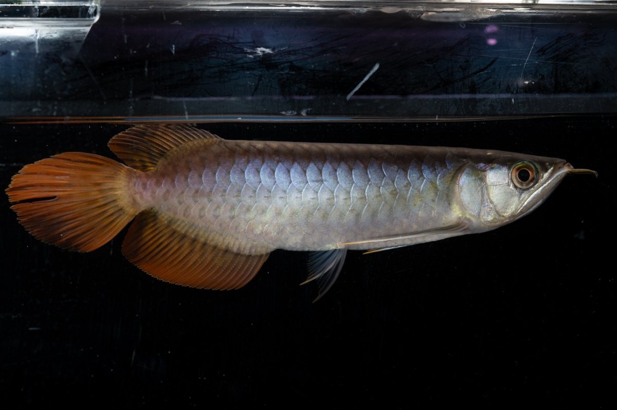 画像3: ダイナミックレッド NO.23（ディナミカカプアス産） (3)