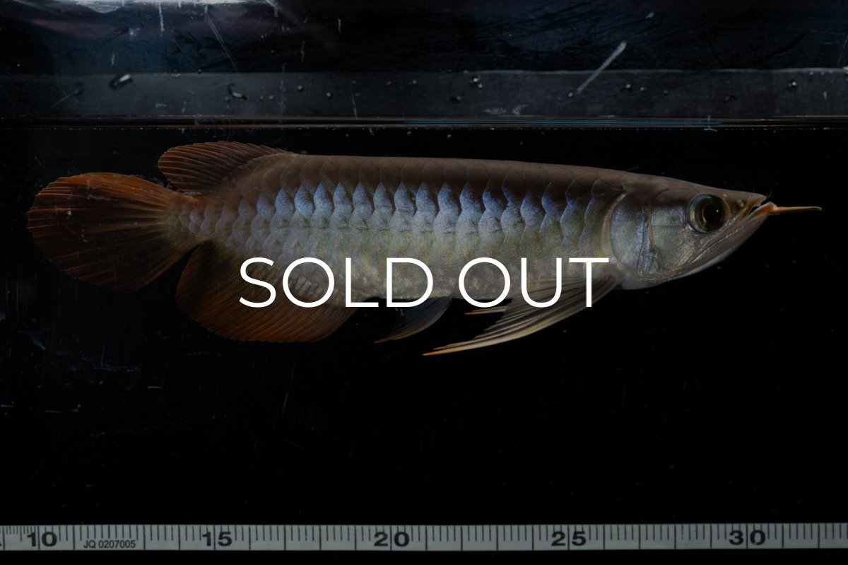 画像7: ダイナミックレッド NO.22（ディナミカカプアス産） (7)