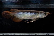 画像7: ダイナミックレッド NO.22（ディナミカカプアス産） (7)