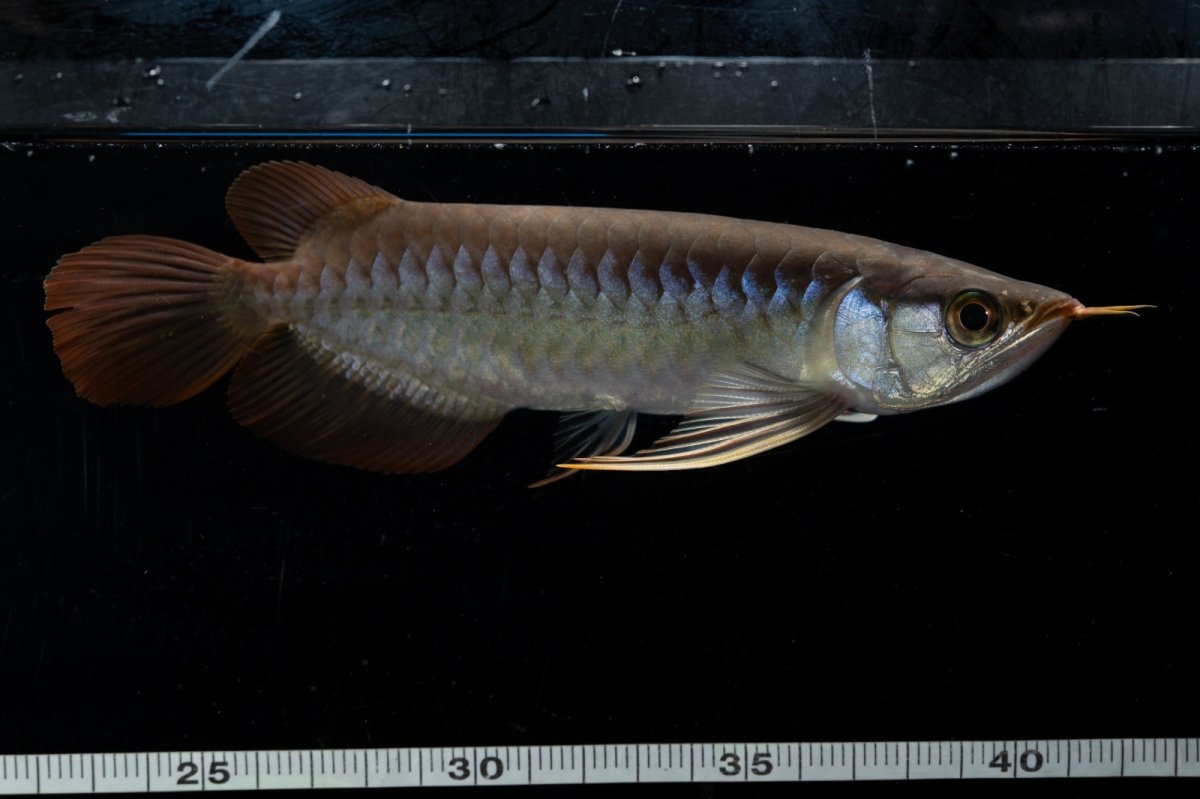 画像6: ダイナミックレッド NO.22（ディナミカカプアス産） (6)