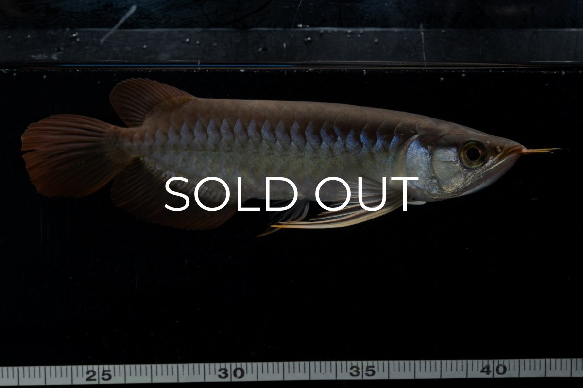 画像6: ダイナミックレッド NO.22（ディナミカカプアス産） (6)