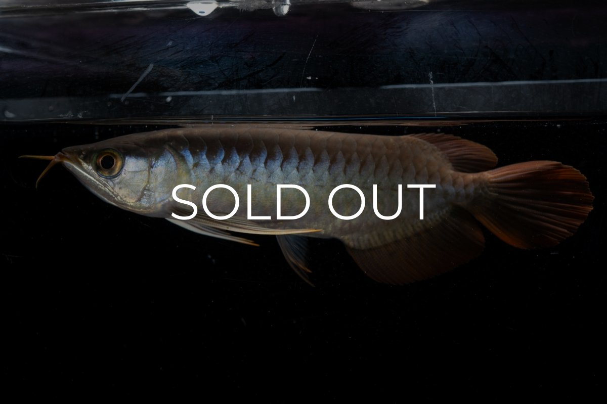 画像5: ダイナミックレッド NO.22（ディナミカカプアス産） (5)