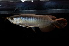 画像5: ダイナミックレッド NO.22（ディナミカカプアス産） (5)