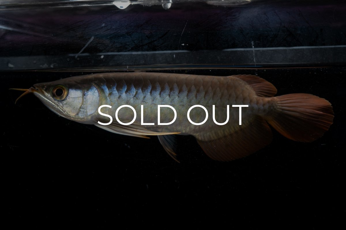 画像1: ダイナミックレッド NO.22（ディナミカカプアス産） (1)