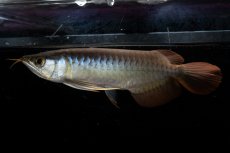 画像1: ダイナミックレッド NO.22（ディナミカカプアス産） (1)