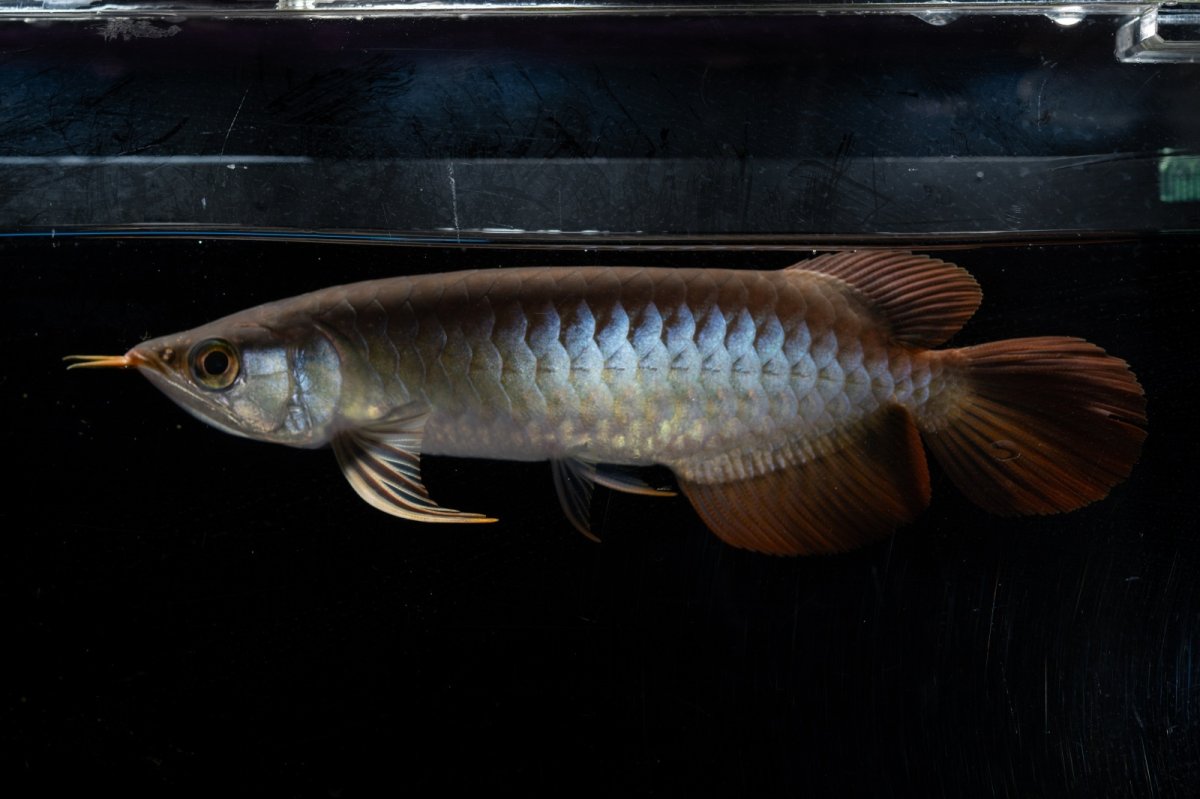 画像3: ダイナミックレッド NO.22（ディナミカカプアス産） (3)