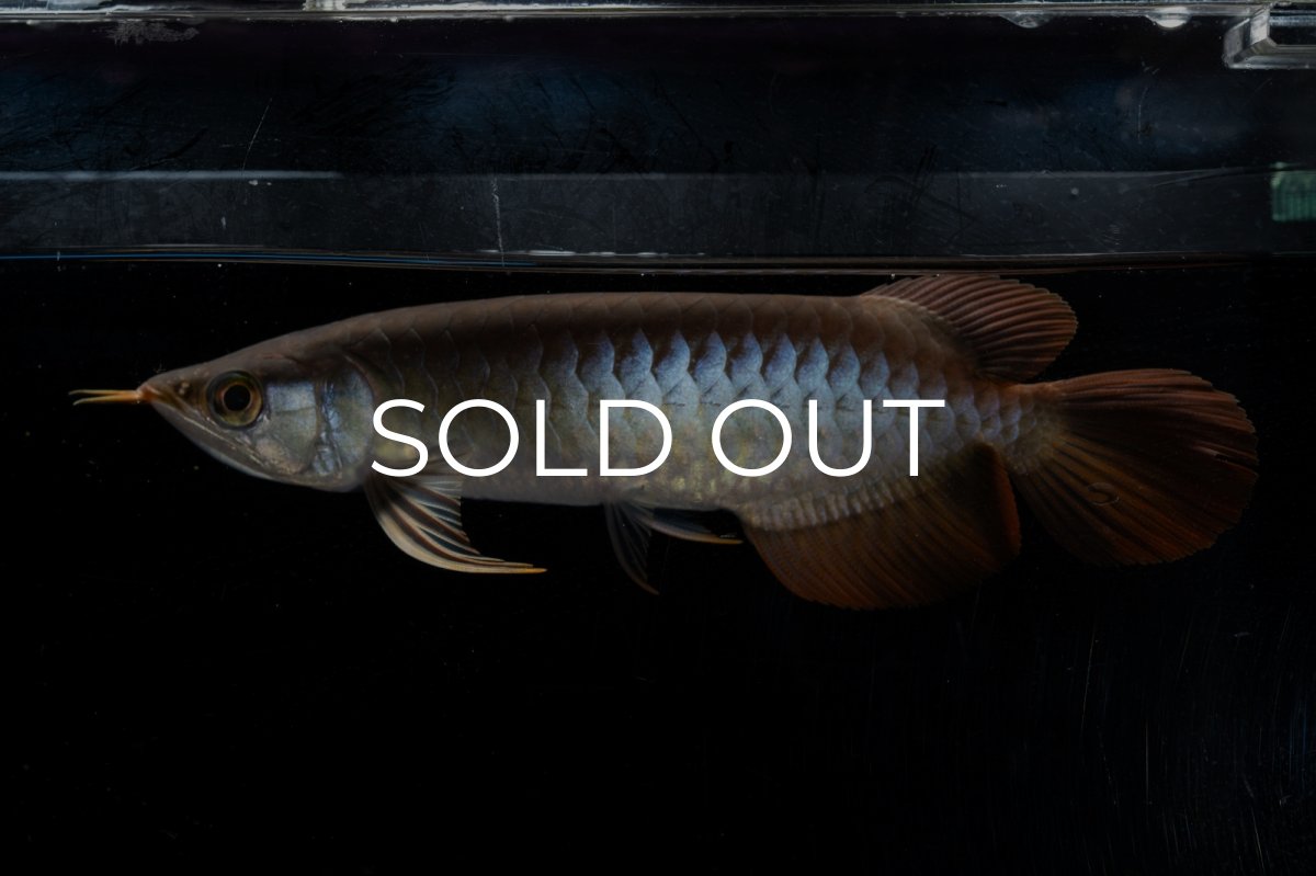 画像3: ダイナミックレッド NO.22（ディナミカカプアス産） (3)