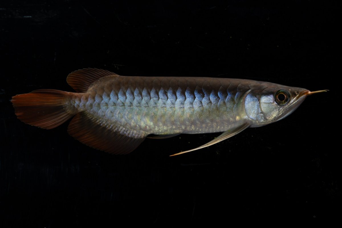 画像2: ダイナミックレッド NO.22（ディナミカカプアス産） (2)