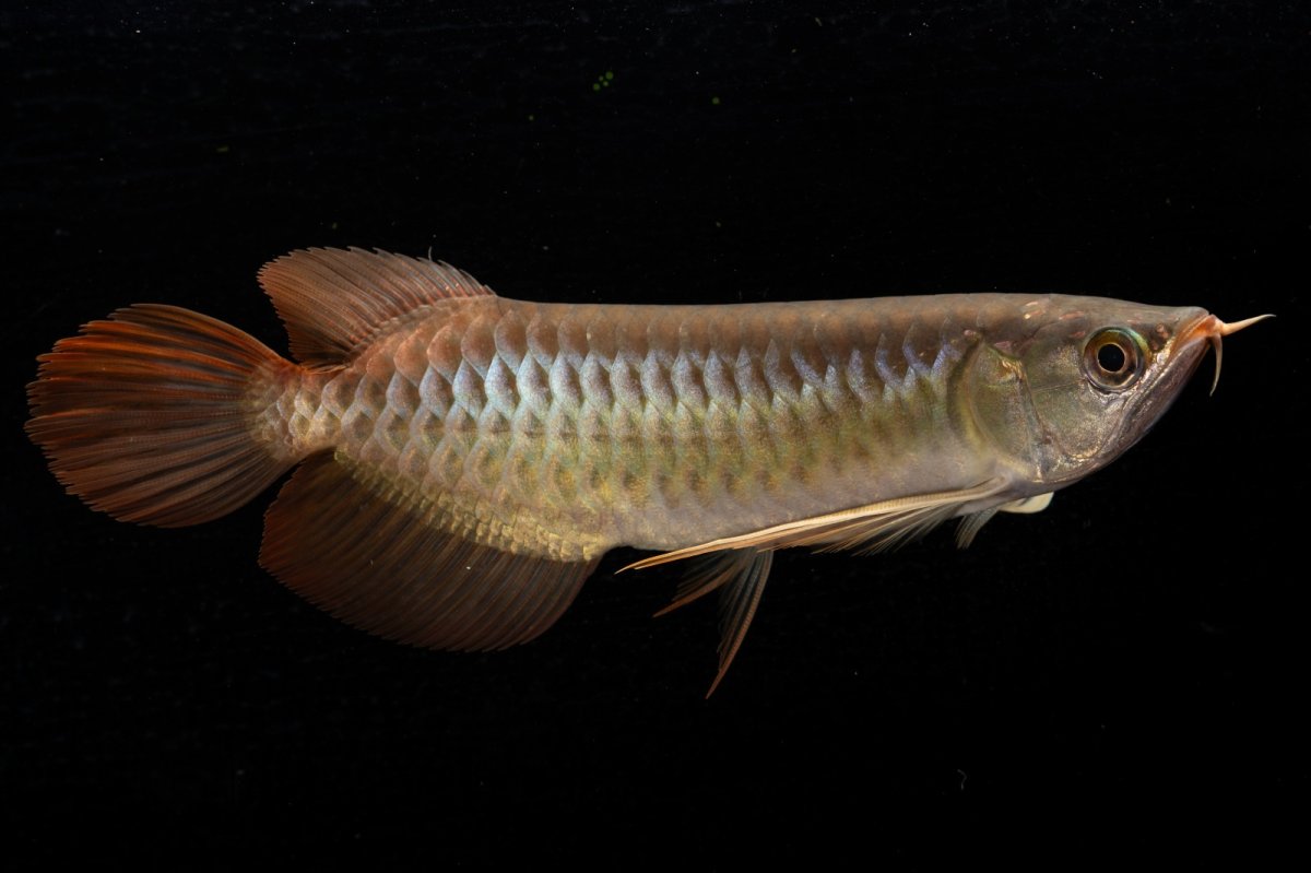 画像8: メタルレッド F4 NO.21（ディナミカカプアス産） (8)