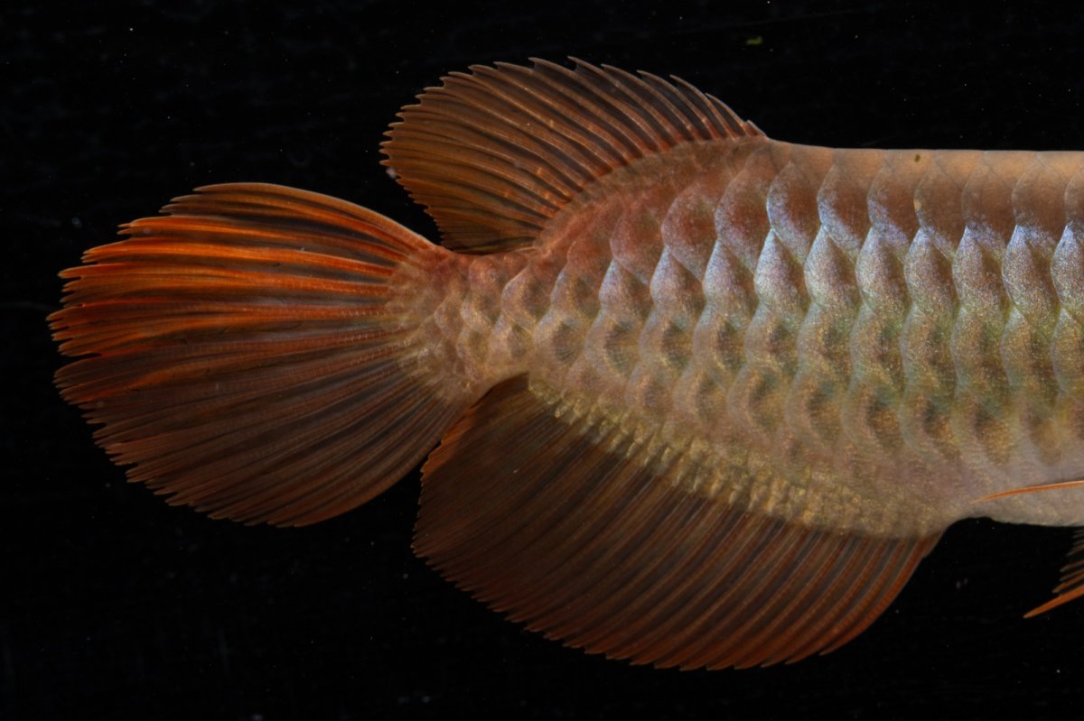 画像12: メタルレッド F4 NO.21（ディナミカカプアス産） (12)