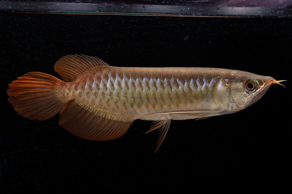 画像2: メタルレッド F4 NO.21（ディナミカカプアス産） (2)