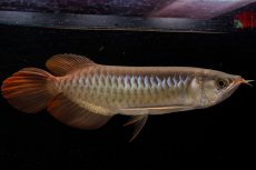 画像4: メタルレッド F4 NO.21（ディナミカカプアス産） (4)