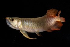 画像10: メタルレッド F4 NO.21（ディナミカカプアス産） (10)