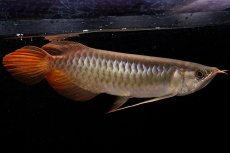 画像6: メタルレッド F4 NO.21（ディナミカカプアス産） (6)