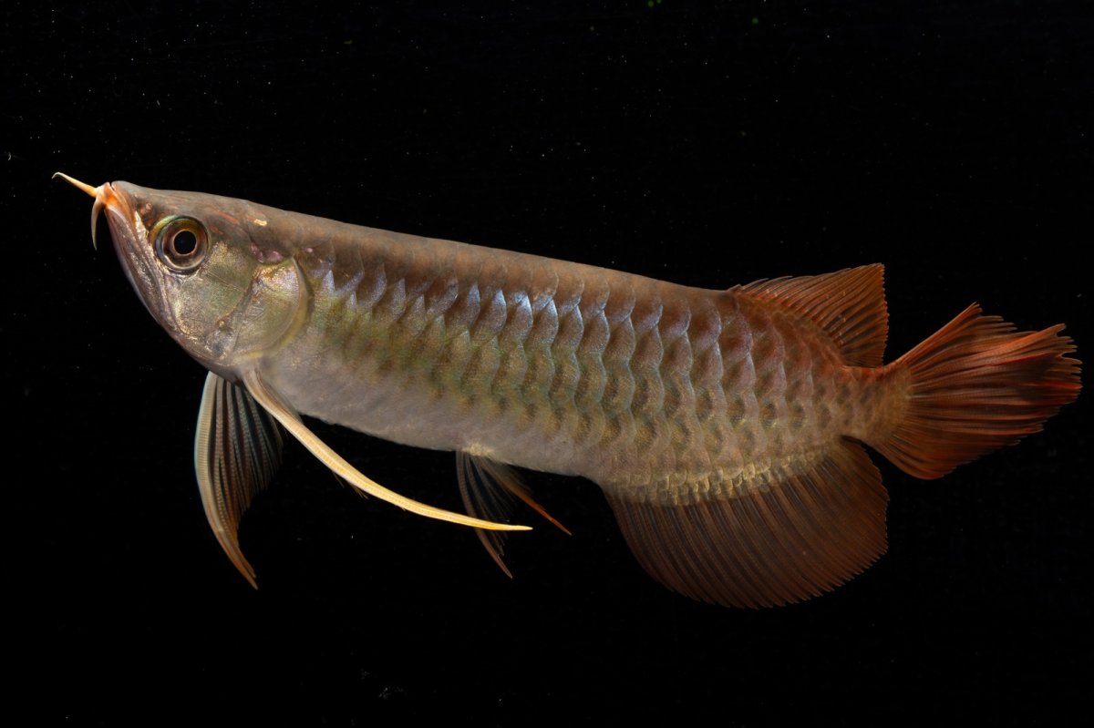 画像7: メタルレッド F4 NO.21（ディナミカカプアス産） (7)