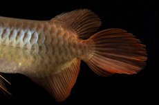 画像13: メタルレッド F4 NO.21（ディナミカカプアス産） (13)