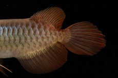 画像11: メタルレッド F4 NO.21（ディナミカカプアス産） (11)