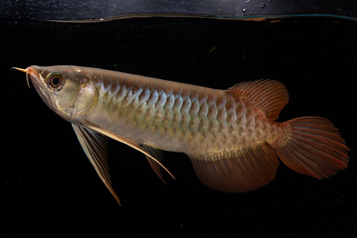 画像1: メタルレッド F4 NO.21（ディナミカカプアス産） (1)