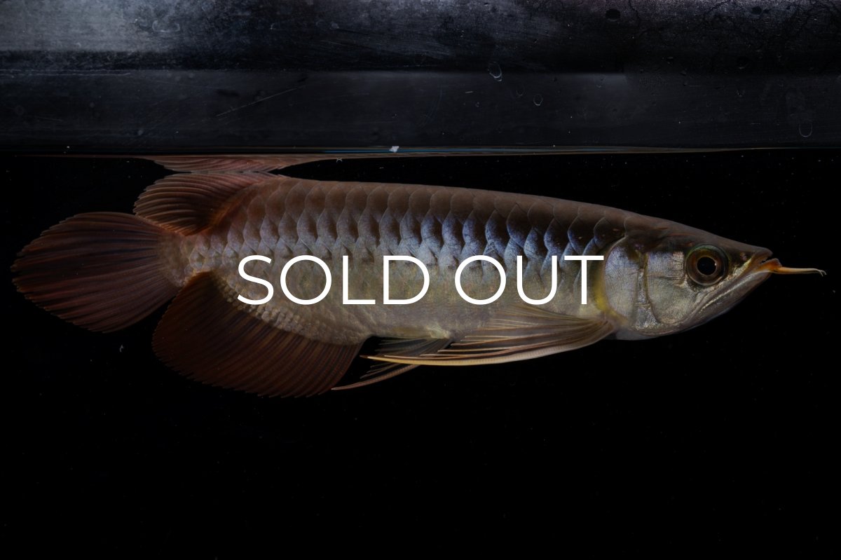 画像15: メタルレッド F4 NO.20（ディナミカカプアス産） (15)