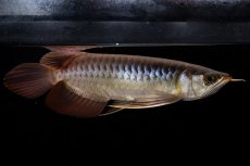 画像15: メタルレッド F4 NO.20（ディナミカカプアス産） (15)