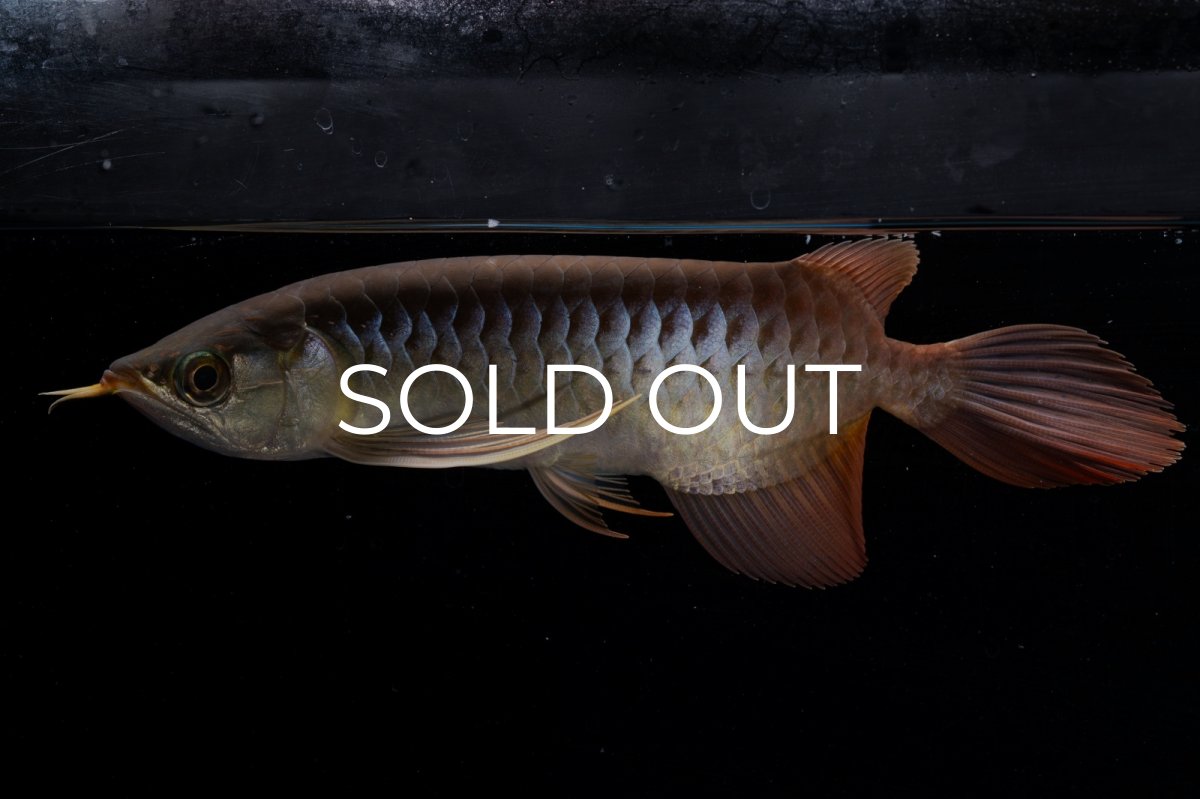 画像14: メタルレッド F4 NO.20（ディナミカカプアス産） (14)