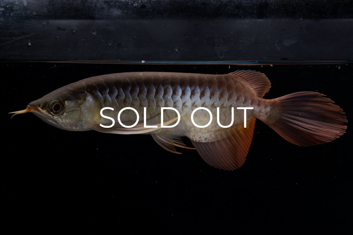 画像12: メタルレッド F4 NO.20（ディナミカカプアス産） (12)