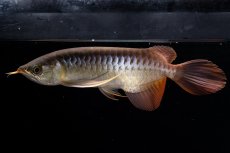 画像12: メタルレッド F4 NO.20（ディナミカカプアス産） (12)