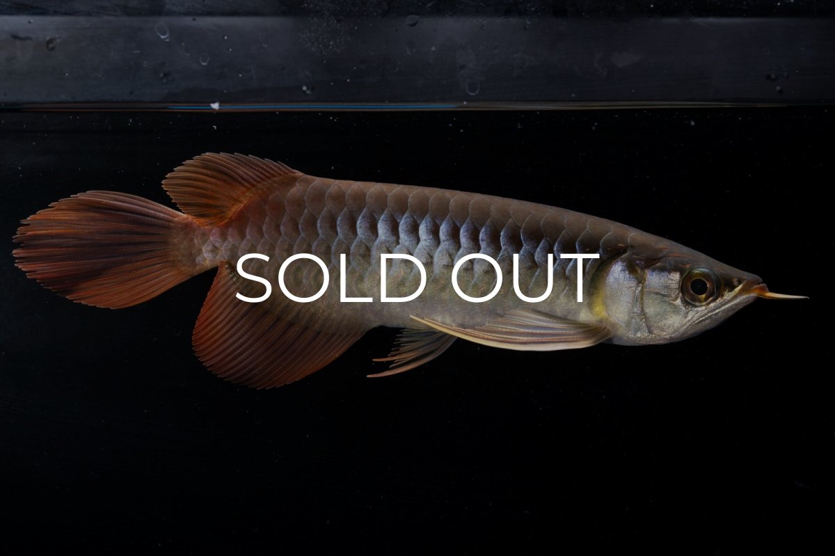 画像13: メタルレッド F4 NO.20（ディナミカカプアス産） (13)