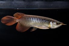 画像13: メタルレッド F4 NO.20（ディナミカカプアス産） (13)