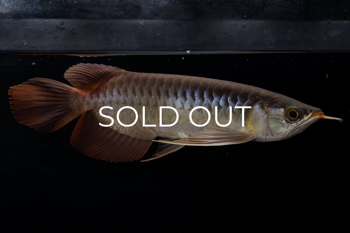 画像11: メタルレッド F4 NO.20（ディナミカカプアス産） (11)