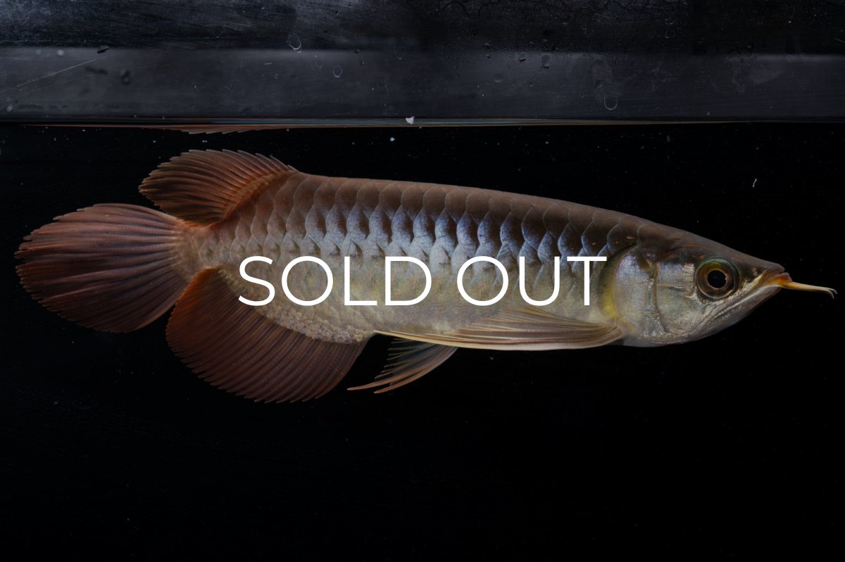 画像7: メタルレッド F4 NO.20（ディナミカカプアス産） (7)