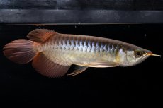 画像7: メタルレッド F4 NO.20（ディナミカカプアス産） (7)