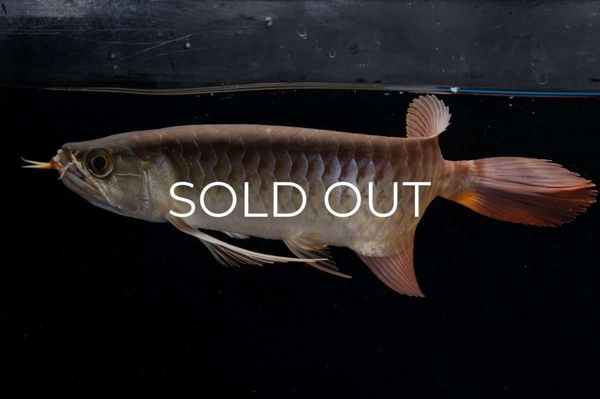 画像10: メタルレッド F4 NO.20（ディナミカカプアス産） (10)