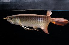 画像10: メタルレッド F4 NO.20（ディナミカカプアス産） (10)