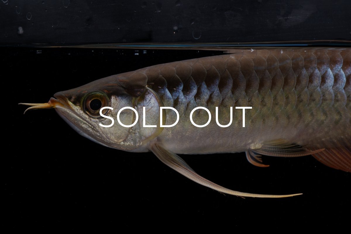 画像16: メタルレッド F4 NO.20（ディナミカカプアス産） (16)