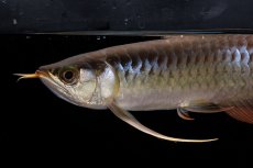 画像16: メタルレッド F4 NO.20（ディナミカカプアス産） (16)