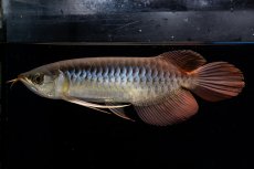 画像8: メタルレッド F4 NO.20（ディナミカカプアス産） (8)