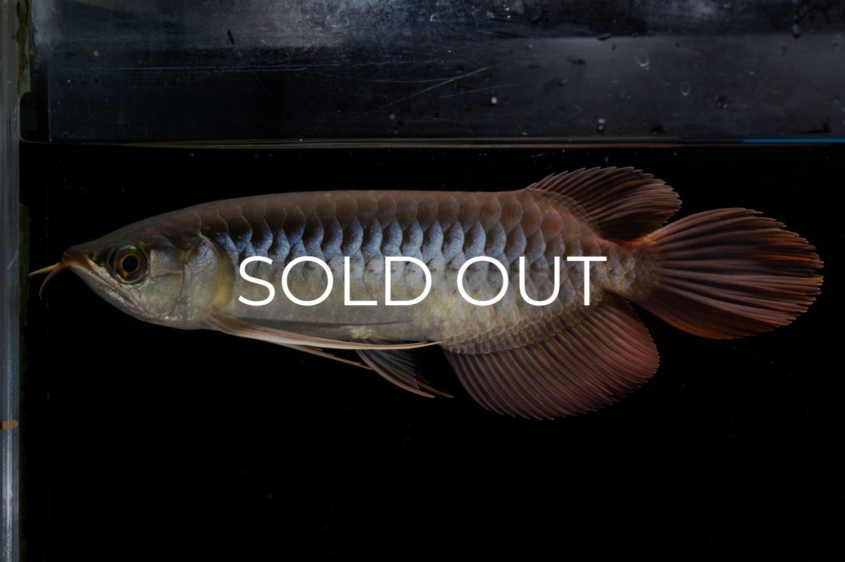 画像6: メタルレッド F4 NO.20（ディナミカカプアス産） (6)