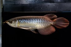 画像6: メタルレッド F4 NO.20（ディナミカカプアス産） (6)