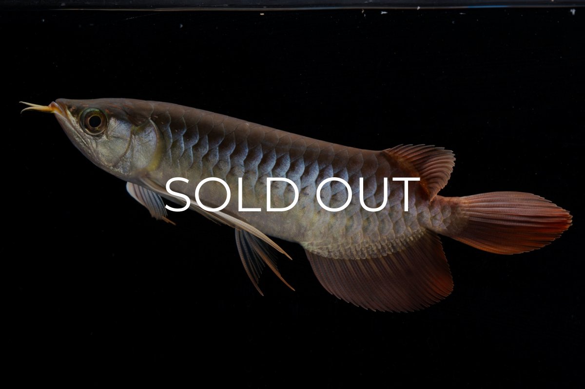 画像4: メタルレッド F4 NO.20（ディナミカカプアス産） (4)