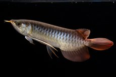 画像4: メタルレッド F4 NO.20（ディナミカカプアス産） (4)