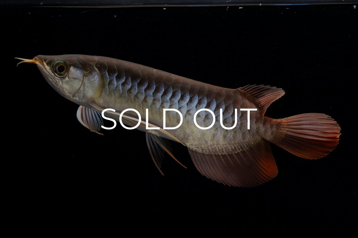 画像2: メタルレッド F4 NO.20（ディナミカカプアス産） (2)