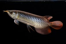 画像2: メタルレッド F4 NO.20（ディナミカカプアス産） (2)