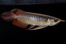 画像5: メタルレッド F4 NO.20（ディナミカカプアス産） (5)