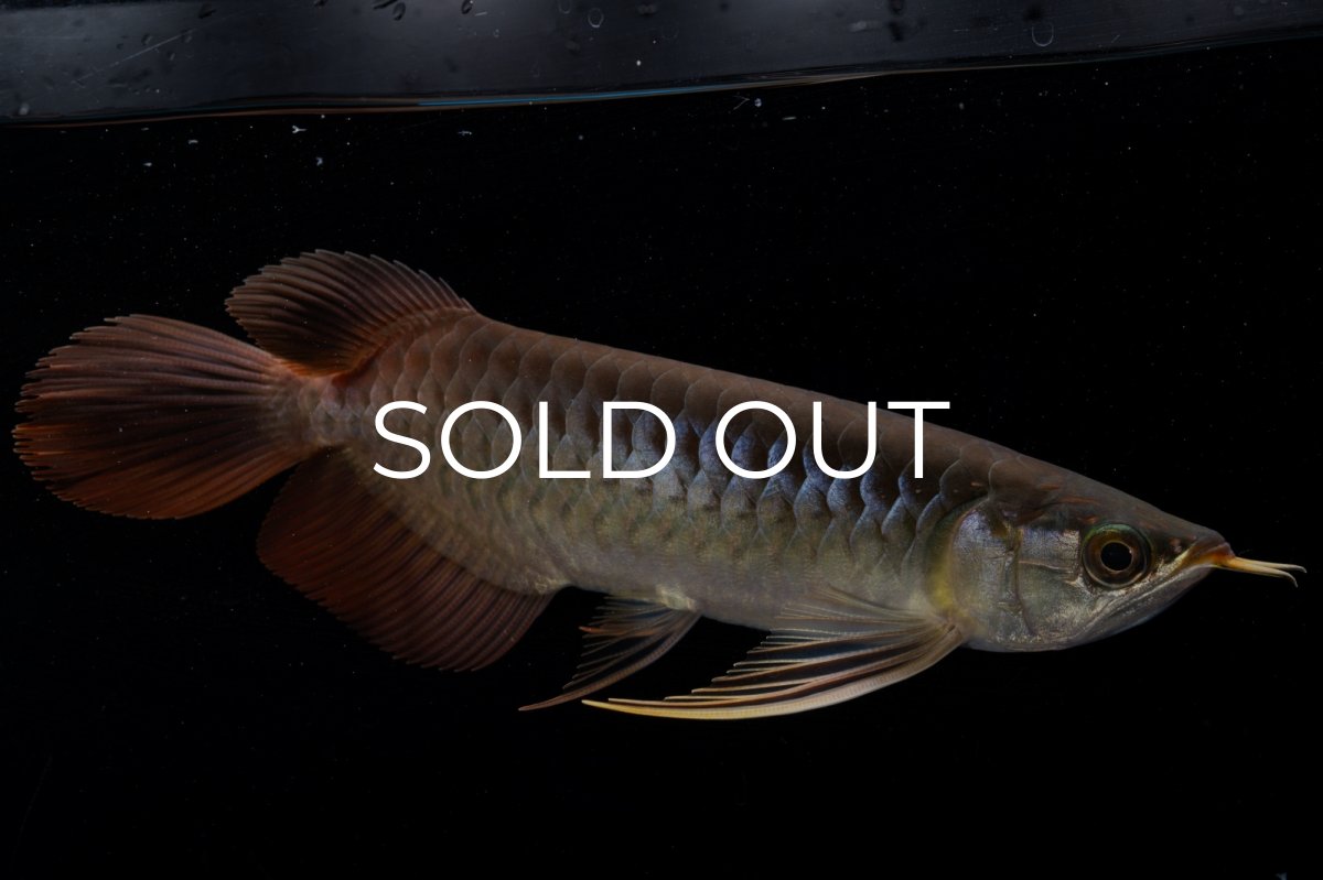 画像3: メタルレッド F4 NO.20（ディナミカカプアス産） (3)