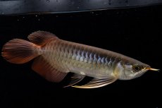 画像3: メタルレッド F4 NO.20（ディナミカカプアス産） (3)