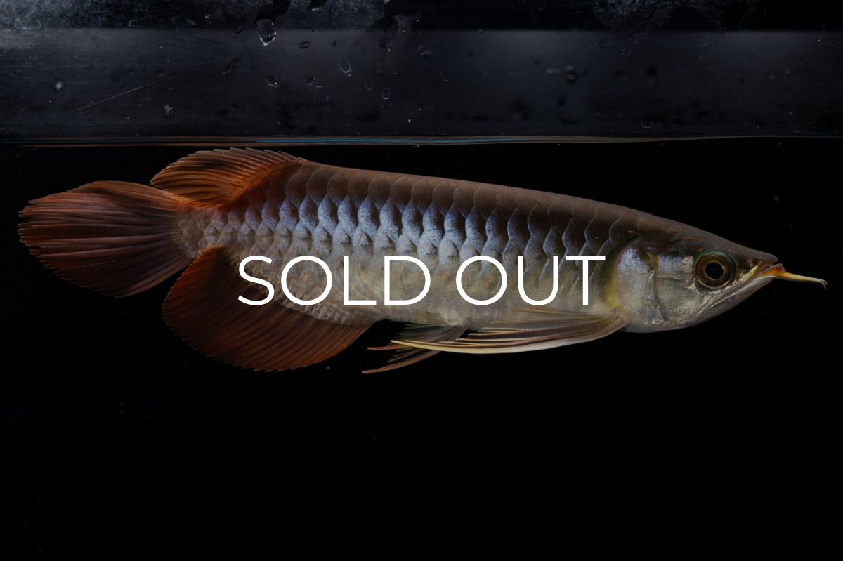 画像1: メタルレッド F4 NO.20（ディナミカカプアス産） (1)