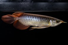 画像1: メタルレッド F4 NO.20（ディナミカカプアス産） (1)