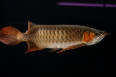 画像9: メタルレッド F4 NO.14（ディナミカカプアス産） (9)